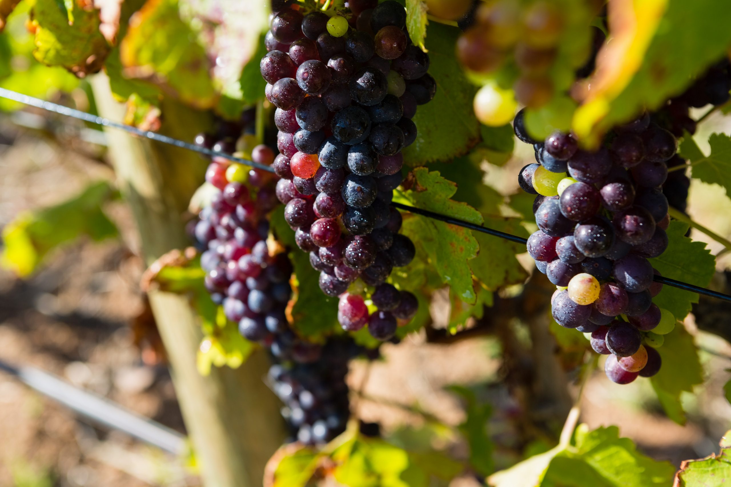 Ripe grapes in vineyard