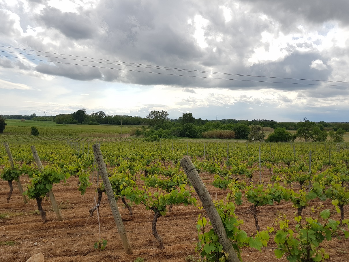 castelnau-picpoul-2