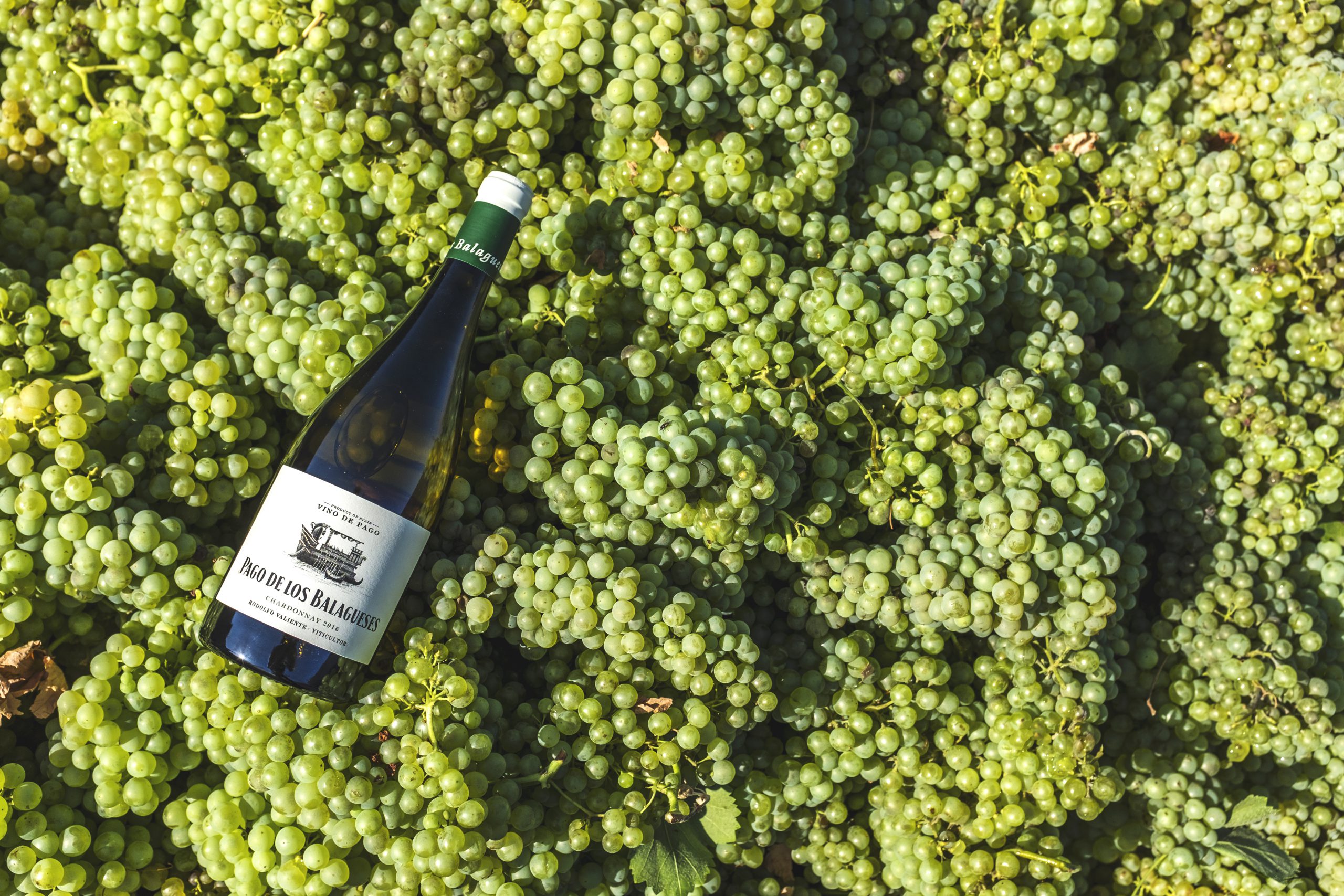 chardonnay-pago-de-los-balagueses